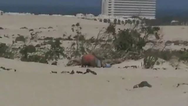 פורנו ללא רישום  פיות בחורות ישראליות פורנו צעירות טובות מאוד בלעשות אהבה.